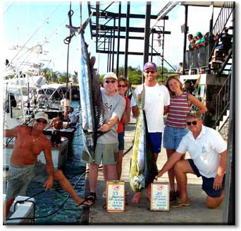 spearfish, mahimahi caught off the Kona coast of Hawaii